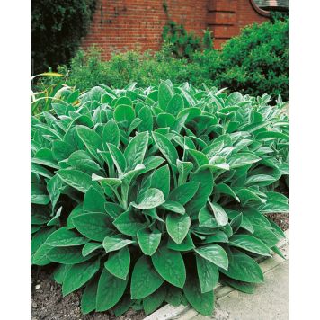 PERENN LAMMÖRON BIG EARS MARKTÄCKARE 5-PACK