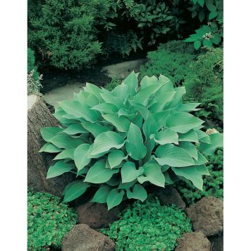 PERENN FUNKIA KROSSA REGAL PRYDNAD 3-PACK