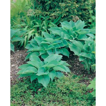 PERENN DAGGFUNKIA SIEBOLDIANA PRYDNAD 3-PACK