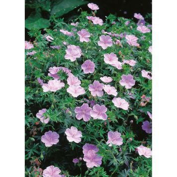 PERENN BLODNÄVA APFELBLUTE 5-PACK