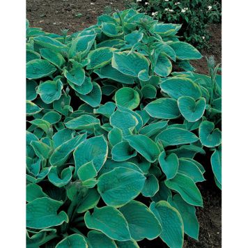 PERENN DAGGFUNKIA SIEBOLDIANA PRYDNAD 3-PACK