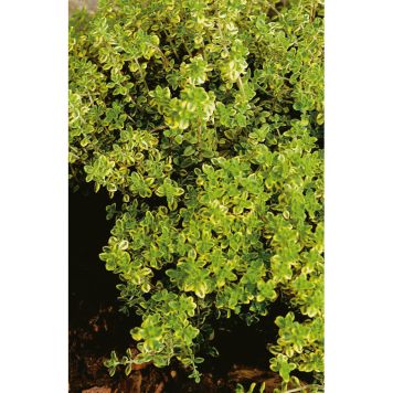 PERENN CITRONTIMJAN MARKTÄCKARE 5-PACK