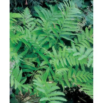 PERENN ORMBUNKE STRUTBRÄKEN PRYDNAD 3-PACK