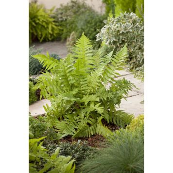 PERENN ORMBUNKE TRÄJON PRYDNAD 3-PACK