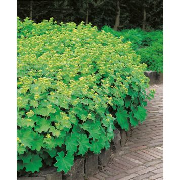 PERENN DAGGKÅPA MARKTÄCKANDE/KANTVÄXT 5-PACK