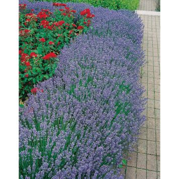 PERENN LAVENDEL HIDCOTE KANTVÄXT 15-PACK