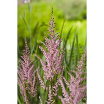 PERENN ASTILBE ROSA PRYDNAD 3-PACK