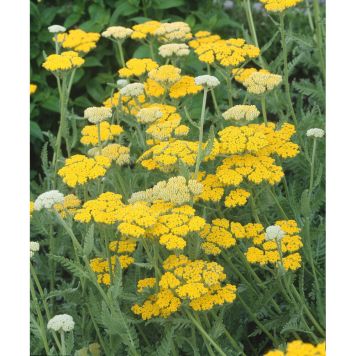 PERENN GYLLENRÖLLIKA PRYDNAD 5-PACK