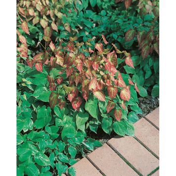 PERENN RÖD SOCKBLOMMA MARKTÄCKARE 5-PACK