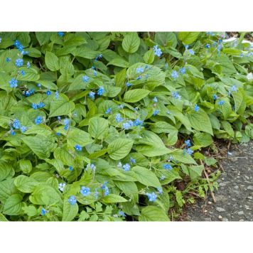 PERENN ORMÖGA MARKTÄCKARE 15-PACK