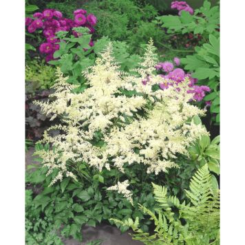 PERENN ASTILBE VIT PRYDNAD 3-PACK