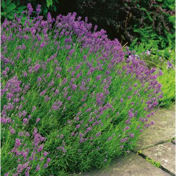 PERENN LAVENDEL MUNSTEAD KANTVÄXT 15-PACK