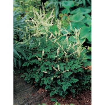 PERENN KOREANSK PLYMSPIREA PRYDNAD 3-PACK