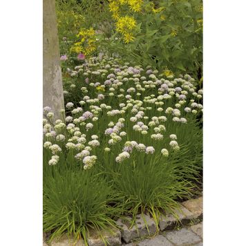 PERENN STRANDTRIFT ALBA MARKTÄCKARE 5-PACK