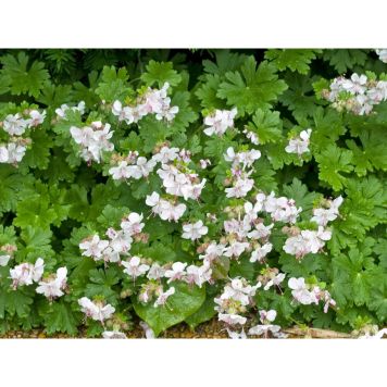 PERENN LITEN FLOCKNÄVA BIOKOVO MARKTÄCKARE 15-PACK