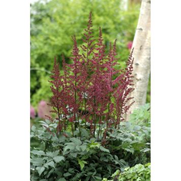 PERENN ASTILBE MÖRKRÖD PRYDNAD 3-PACK