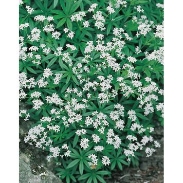 PERENN MYSKMADRA MARKTÄCKARE 15-PACK