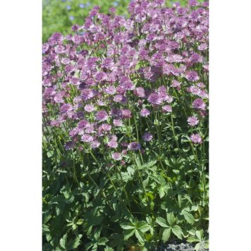 PERENN STJÄRNFLOCKA ROSA PRYDNAD 3-PACK