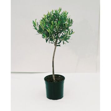OLIVTRÄD PÅ STAM 95-105CM