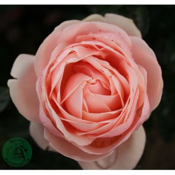 MARKTÄCKANDE ROS APHRODITE BARROT ROSA 