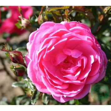 KLÄTTERROS BOOGIE-WOOGIE BARROT ROSA 10-PACK