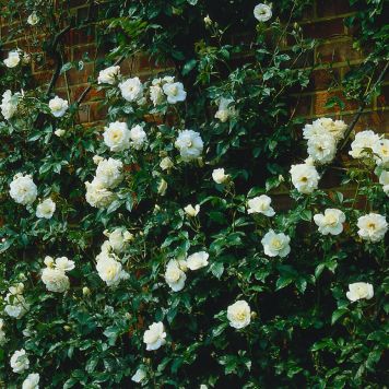 KLÄTTERROS CLIMBING ICEBERG BARROT VIT 5-PACK