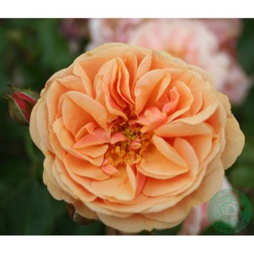 KLÄTTERROS ZUMBA BARROT ORANGE 10-PACK