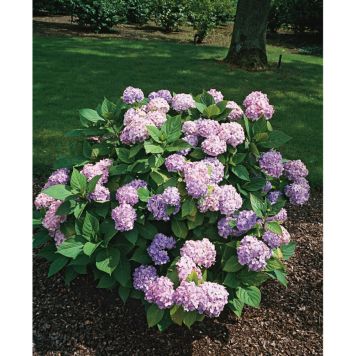 BUSKE HORTENSIA BLÅ 20-40CM KRUKODLAD 10-PACK