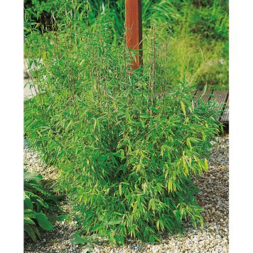 BUSKE LÅG BERGBAMBU 30CM