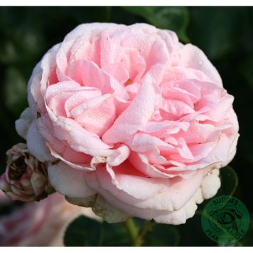 KLÄTTERROS GIARDINA BARROT ROSA 10-PACK