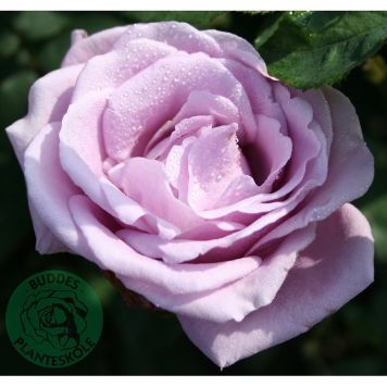 BUSKROS GIGI BARROT LILA 10-PACK