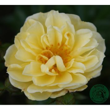 MARKTÄCKANDE ROS GOLDEN COVER BARROT GUL 10-PACK