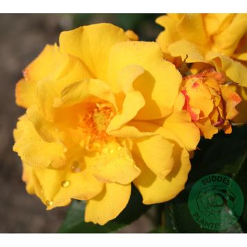 BUSKROS GOLDMARIE BARROT GUL 10-PACK