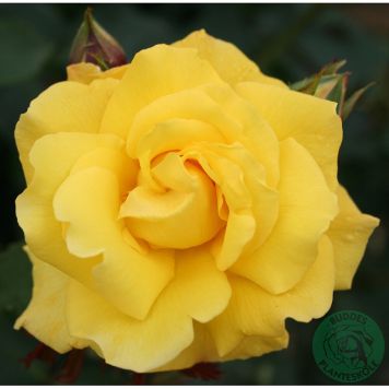 KLÄTTERROS GOLDSTERN BARROT GUL 5-PACK