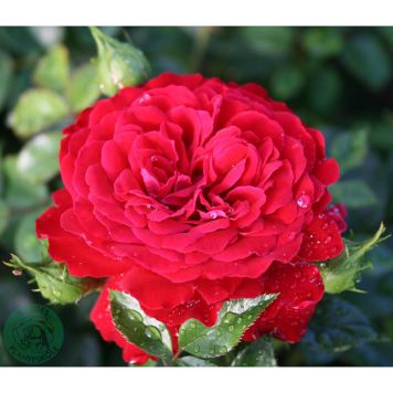 KLÄTTERROS GRAND AWARD BARROT RÖD 10-PACK