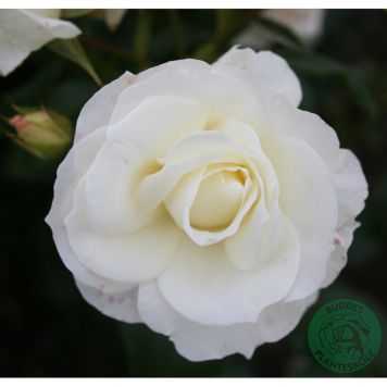 BUSKROS GRÅSTEN BARROT VIT 5-PACK