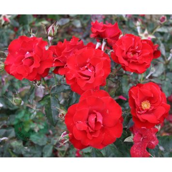 BUSKROS H.C. ANDERSEN BARROT RÖD 5-PACK