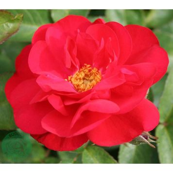 BUSKROS HANSALAND BARROT RÖD 5-PACK