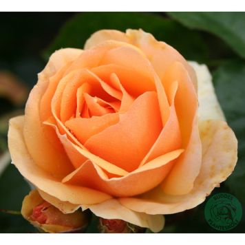 RABATTROS HANSESTADT ROSTOCK BARROT ORANGE 10-PACK