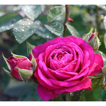 BUSKROS HEIDI KLUM BARROT ROSA 10-PACK