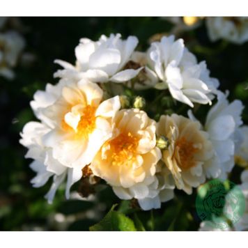 KLÄTTERROS HELENAE HYBRIDA BARROT GUL 5-PACK