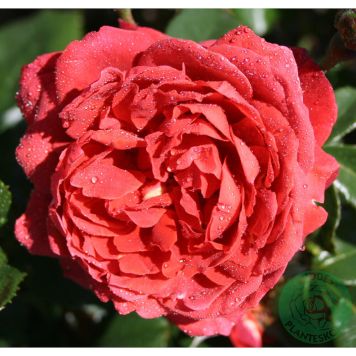 BUSKROS HOT CHOCOLATE BARROT RÖD 10-PACK