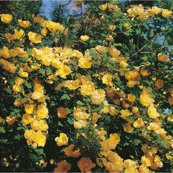 BUSKROS HUGONIS BARROT GUL 10-PACK