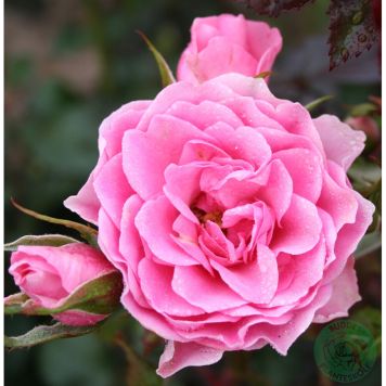 BUSKROS I AM GRATEFUL BARROT ROSA 5-PACK