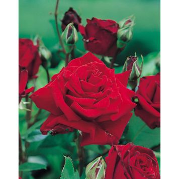 RABATTROS INGRID BERGMAN BARROT RÖD 10-PACK