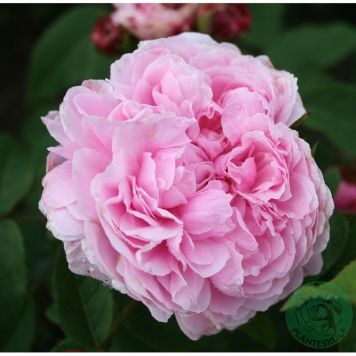 BUSKROS JACQUES CARTIER BARROT ROSA