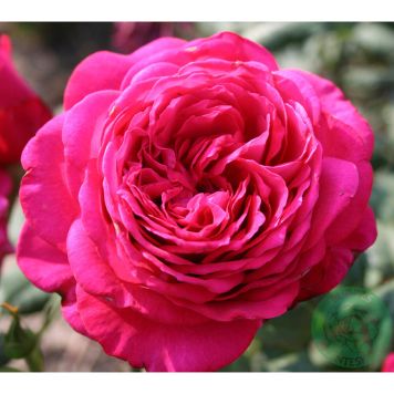 BUSKROS JOHANN WOLFGANG VON GOETHE LILA 5-PACK