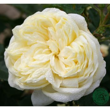 BUSKROS KRONPRINSESSE MARY BARROT GUL 10-PACK