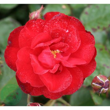 BUSKROS LILLI MARLEEN BARROT RÖD 10-PACK