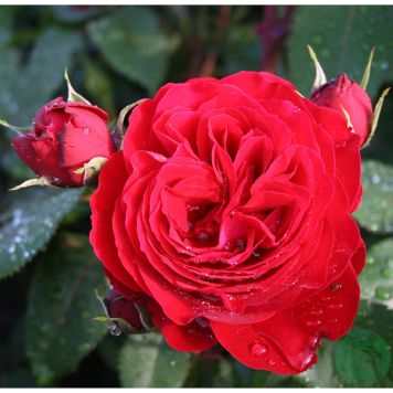 BUSKROS LOOK GOOD FEEL BETTER BARROT RÖD 5-PACK